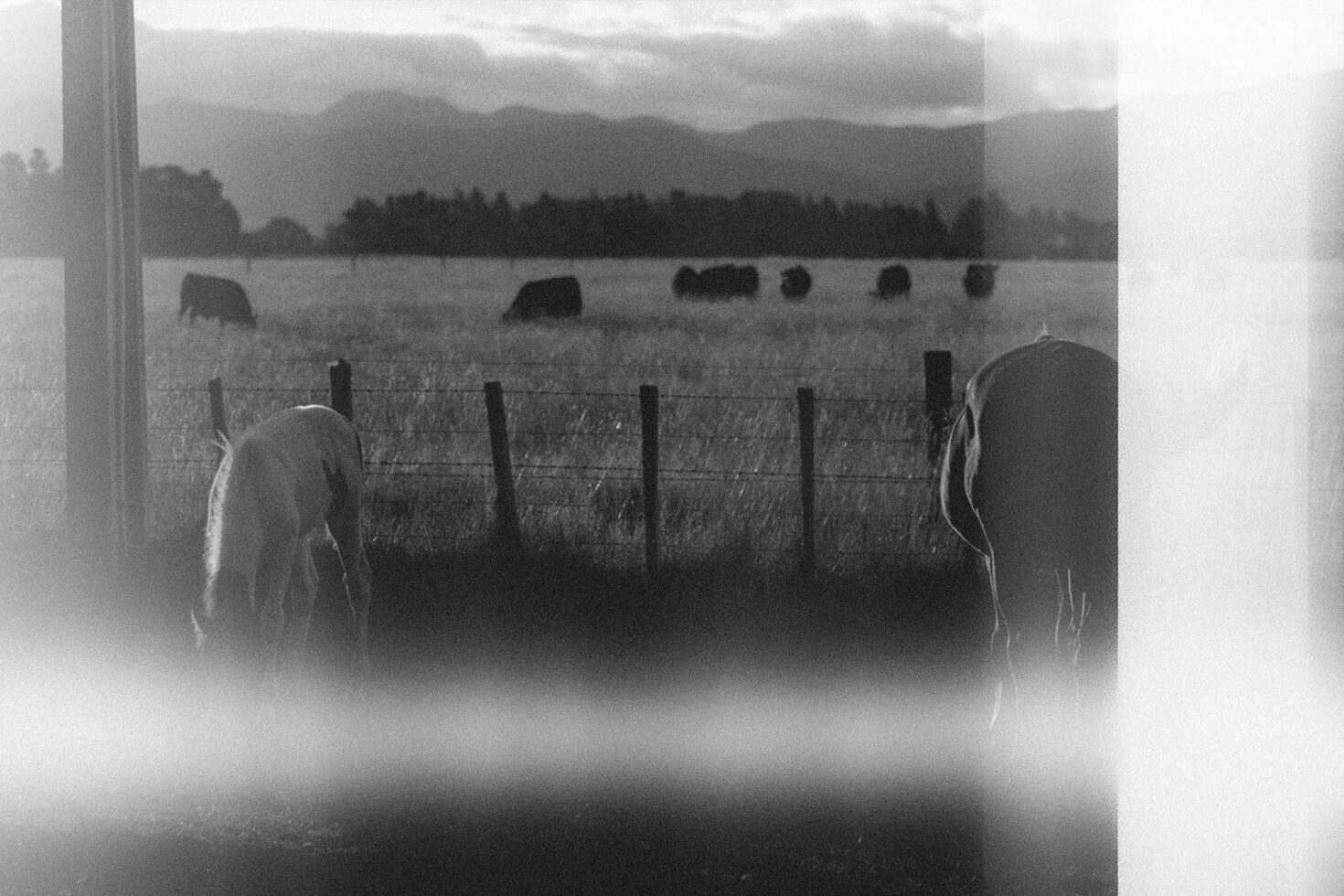 Black and white image of grazing horses in a field, with cows in the background against mountains. Perfect for designers seeking vintage photography.