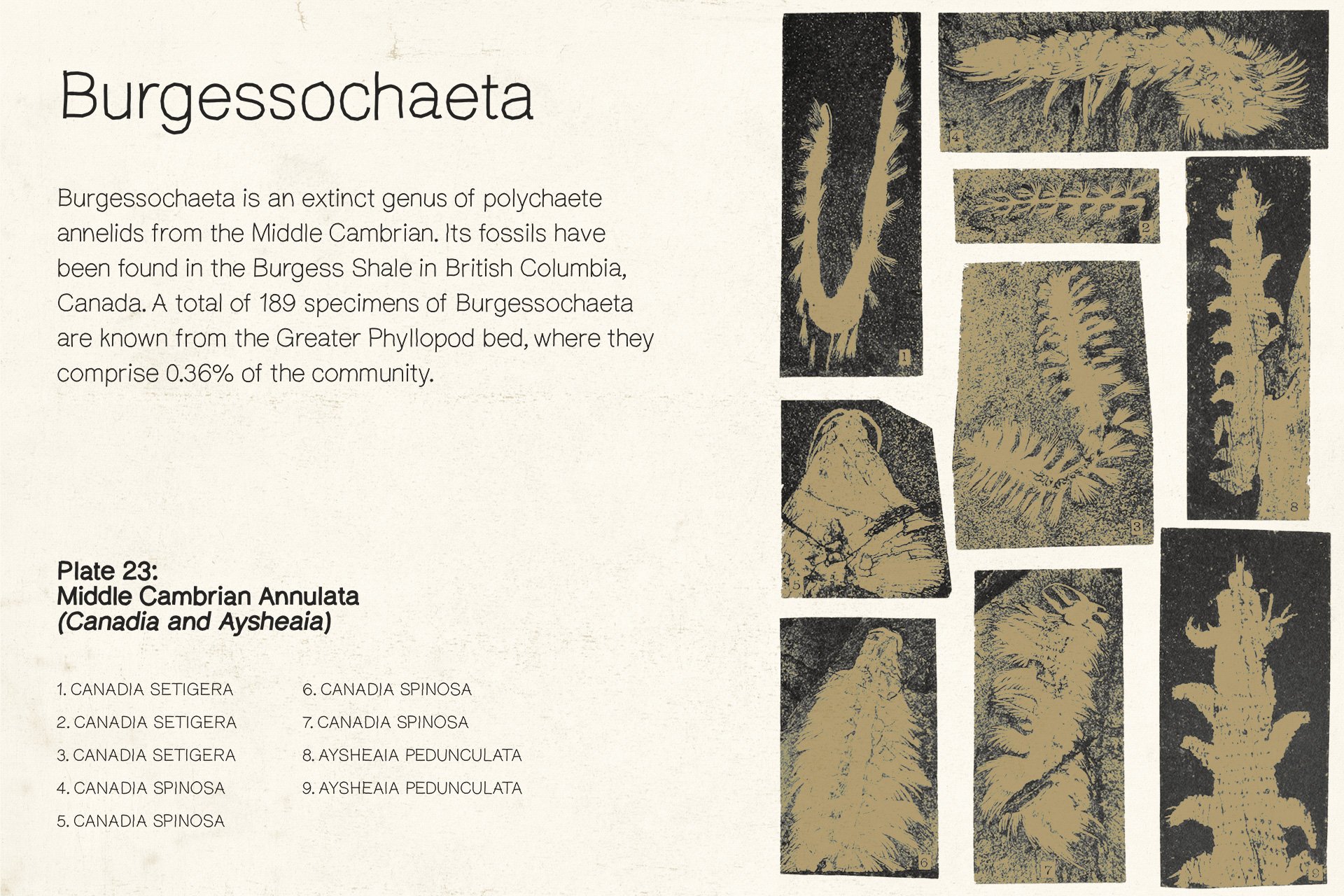 Illustration of Burgessochaeta fossils from Cambrian era including annotations. Perfect for designers creating educational graphics or historical templates.