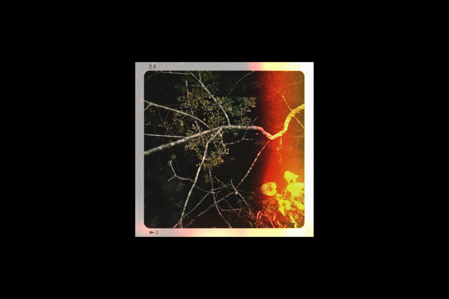 Abstract film effect with branches and colorful light leaks perfect for graphic designers seeking unique textures for digital projects and backgrounds.
