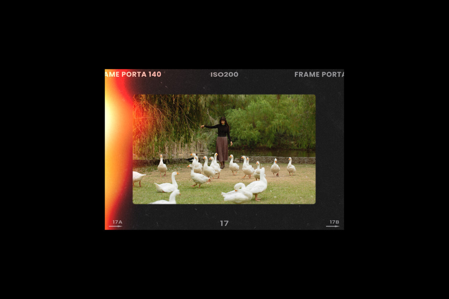 Film frame showing person with geese in park outdoors vintage effect photography nature scene ideal for graphic design backgrounds templates