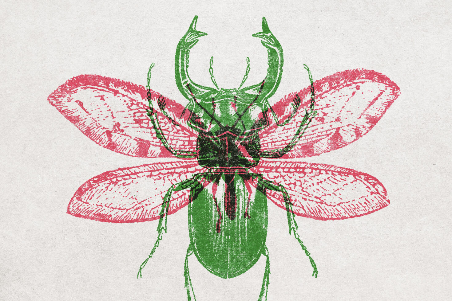 Vintage insect illustration with red and green hues on a textured background. Perfect for graphic design projects and vintage-style art templates.