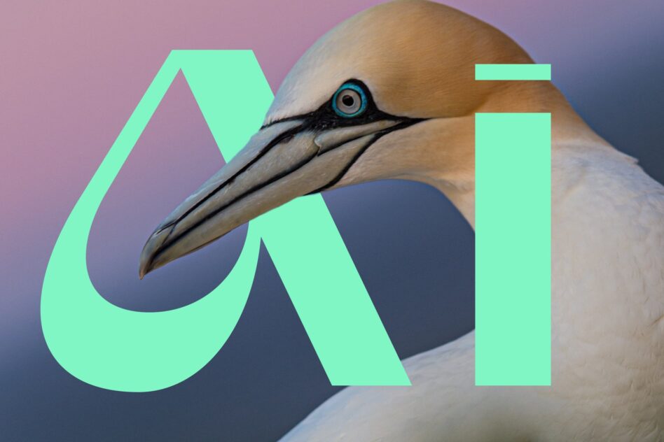 Mint green sans serif letters overlaid on crane bird portrait