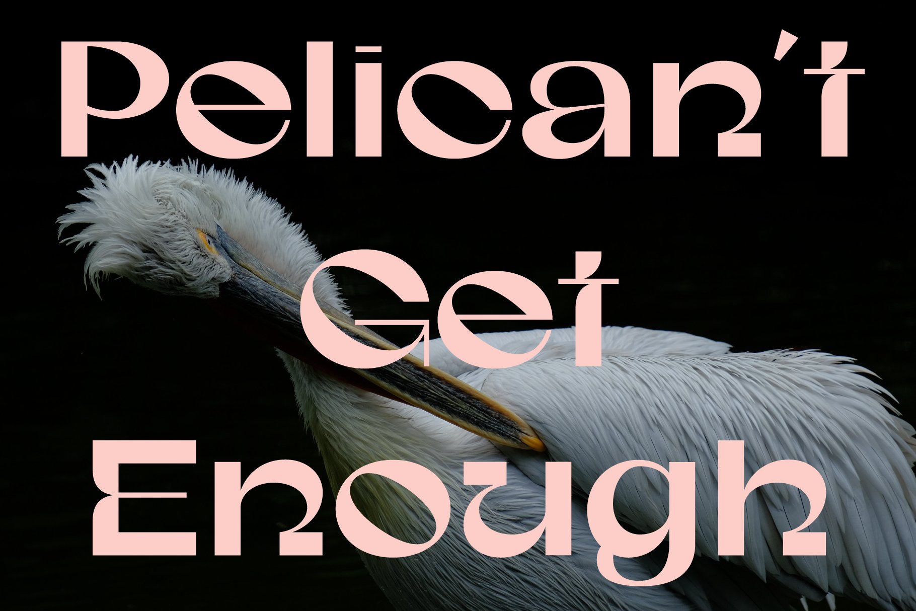 Stylized font design titled Pelican't Get Enough over pelican image. Perfect for graphic design, typography inspiration, modern font asset, creative visuals.