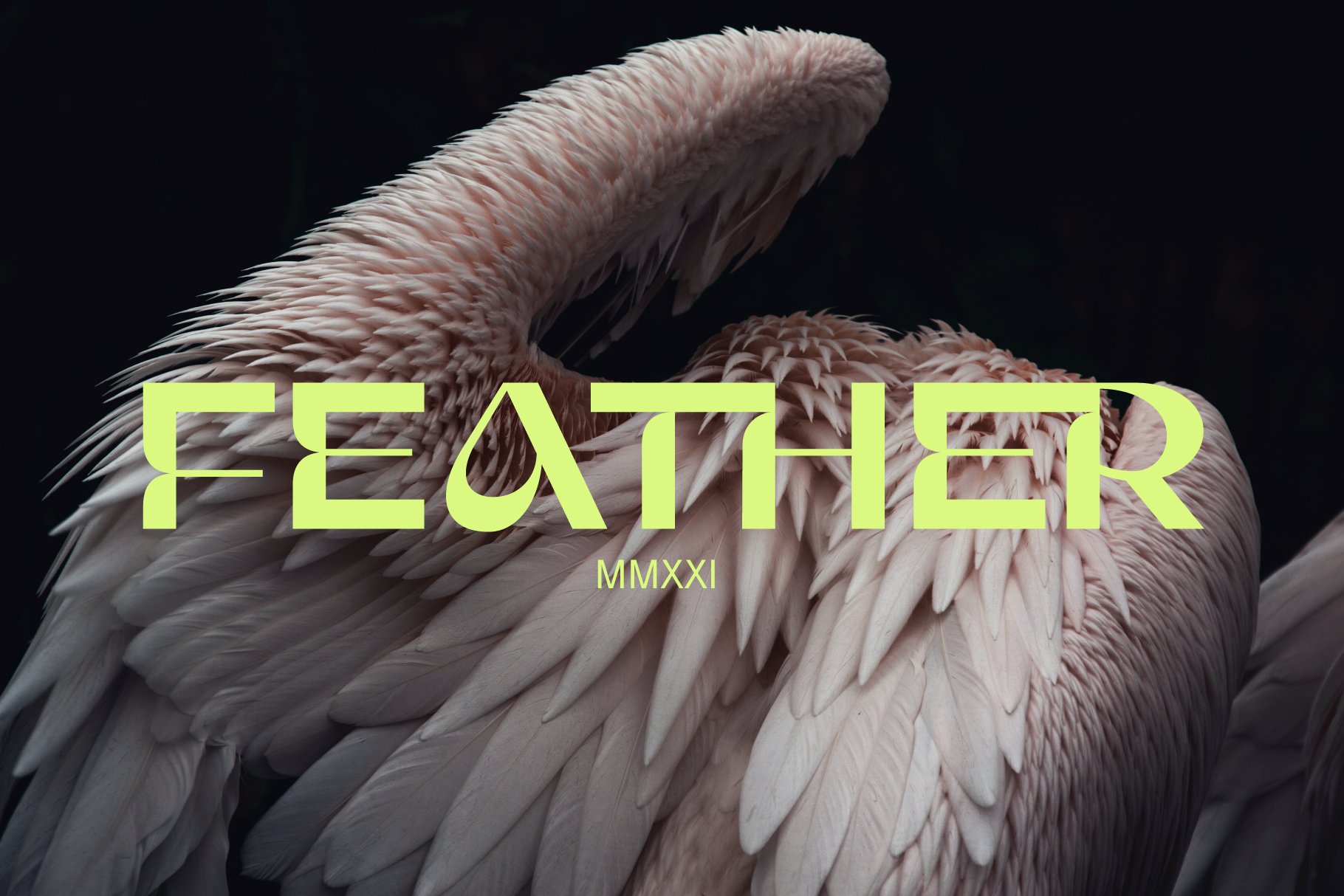 Elegant graphic template featuring the word Feather overlaid on a close-up of soft feathers. Perfect for designers seeking unique font mockups.