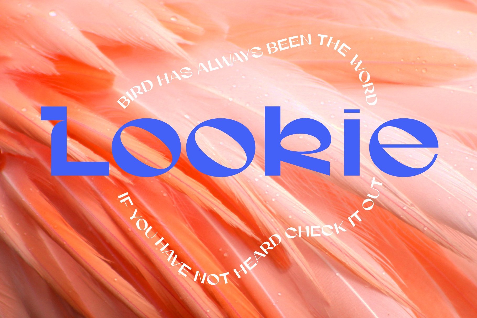 Abstract design featuring stylized blue lettering Lookie over a background of vibrant pink feathers. Perfect for graphics, mockups, and template use.