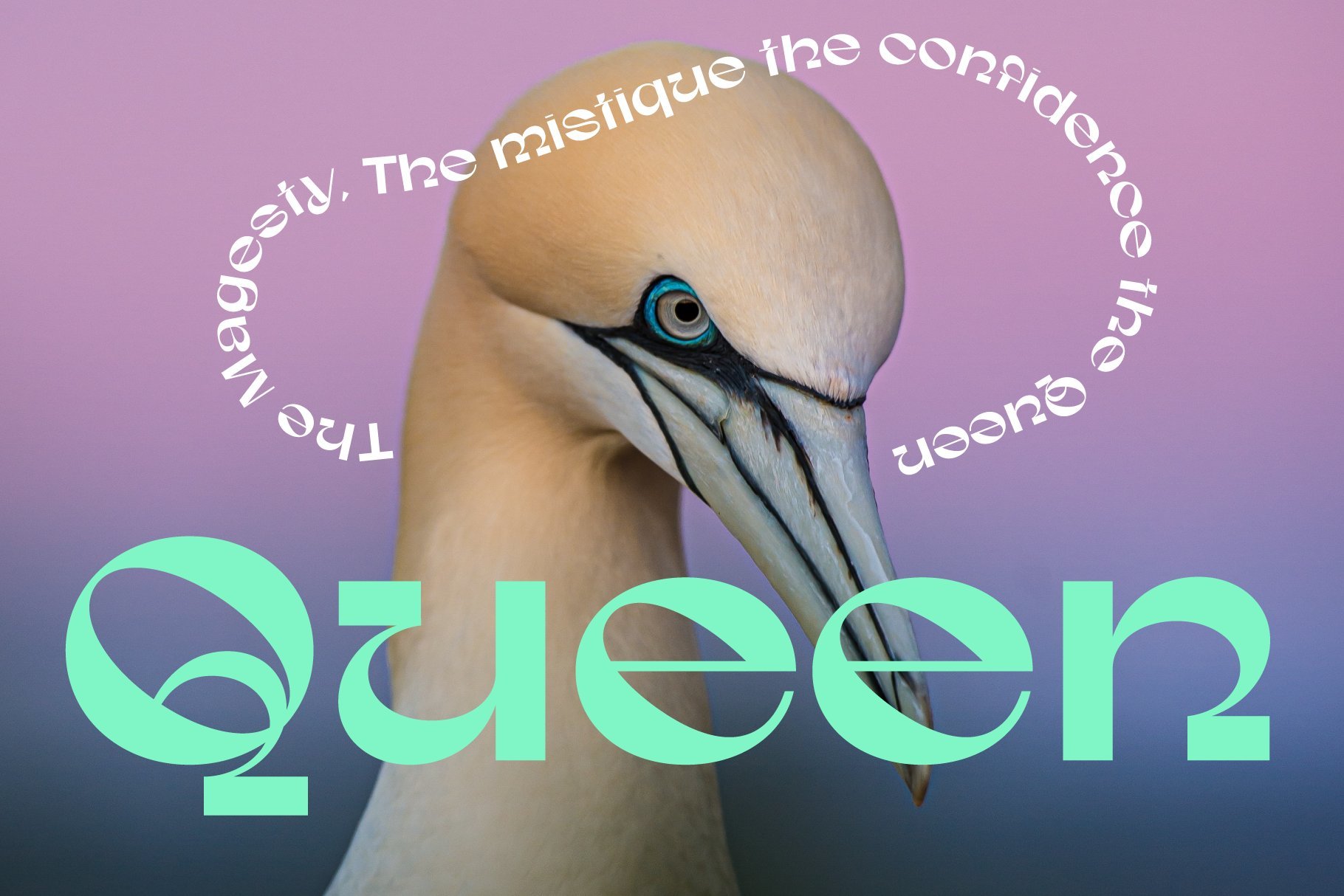 Colorful creative typography design featuring the word Queen and decorative text around a bird illustration; perfect for graphic and branding templates.