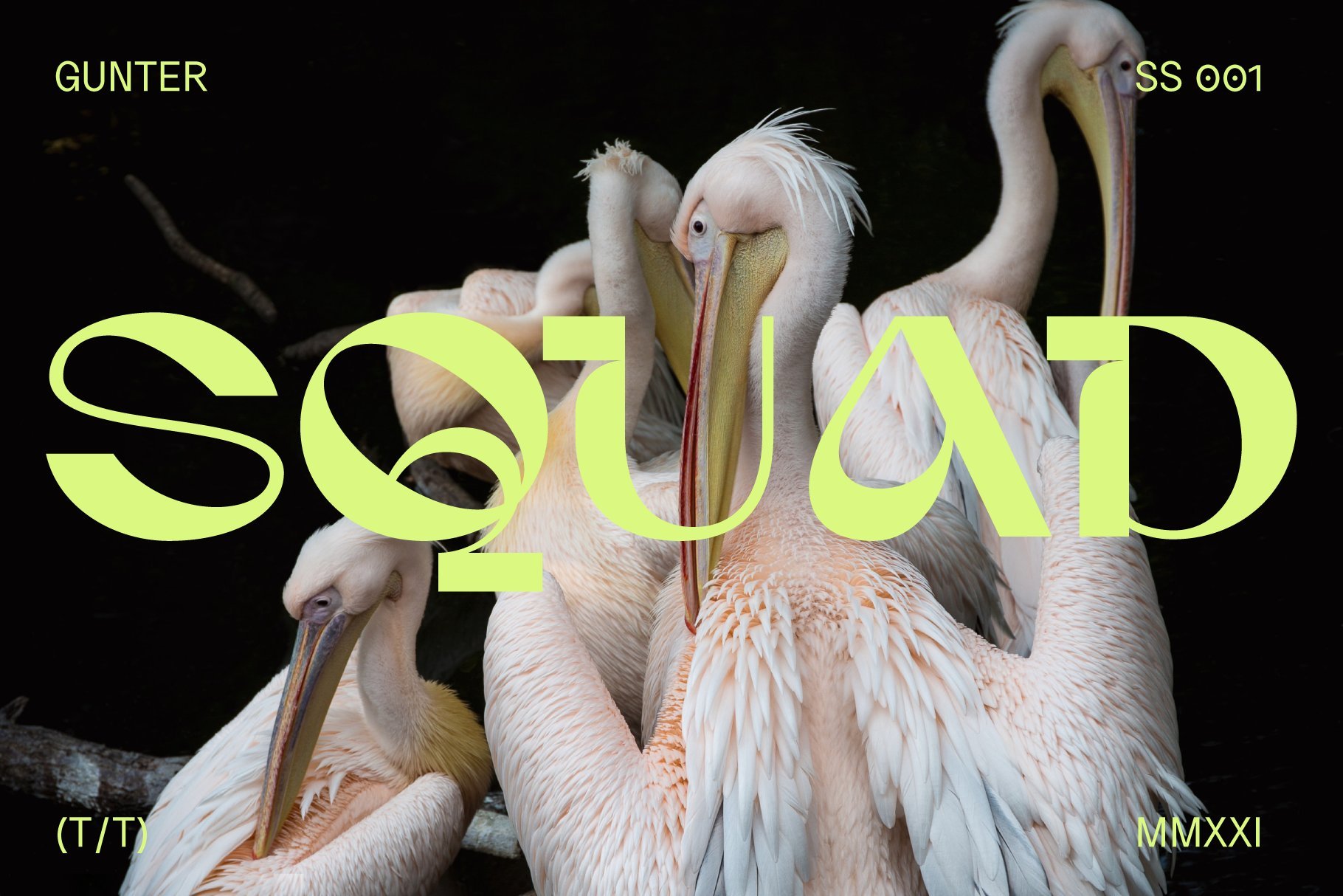 Pelicans gathered in a group with bold lime SQUAD text overlay vibrant graphic design background ideal for digital assets and templates.