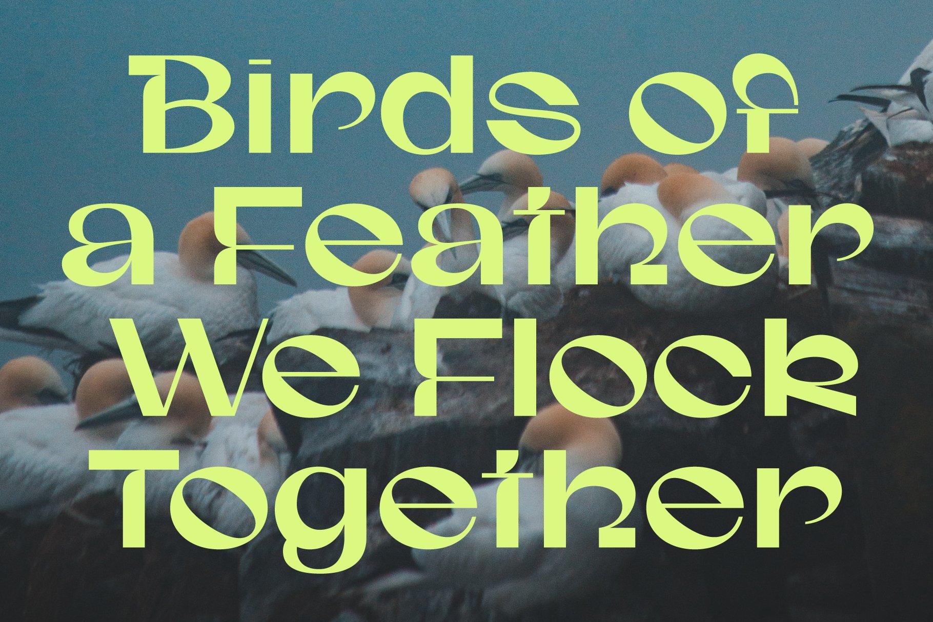 Creative typography graphic template with birds. Green text reads Birds of a Feather We Flock Together. Perfect for design, fonts, and templates.