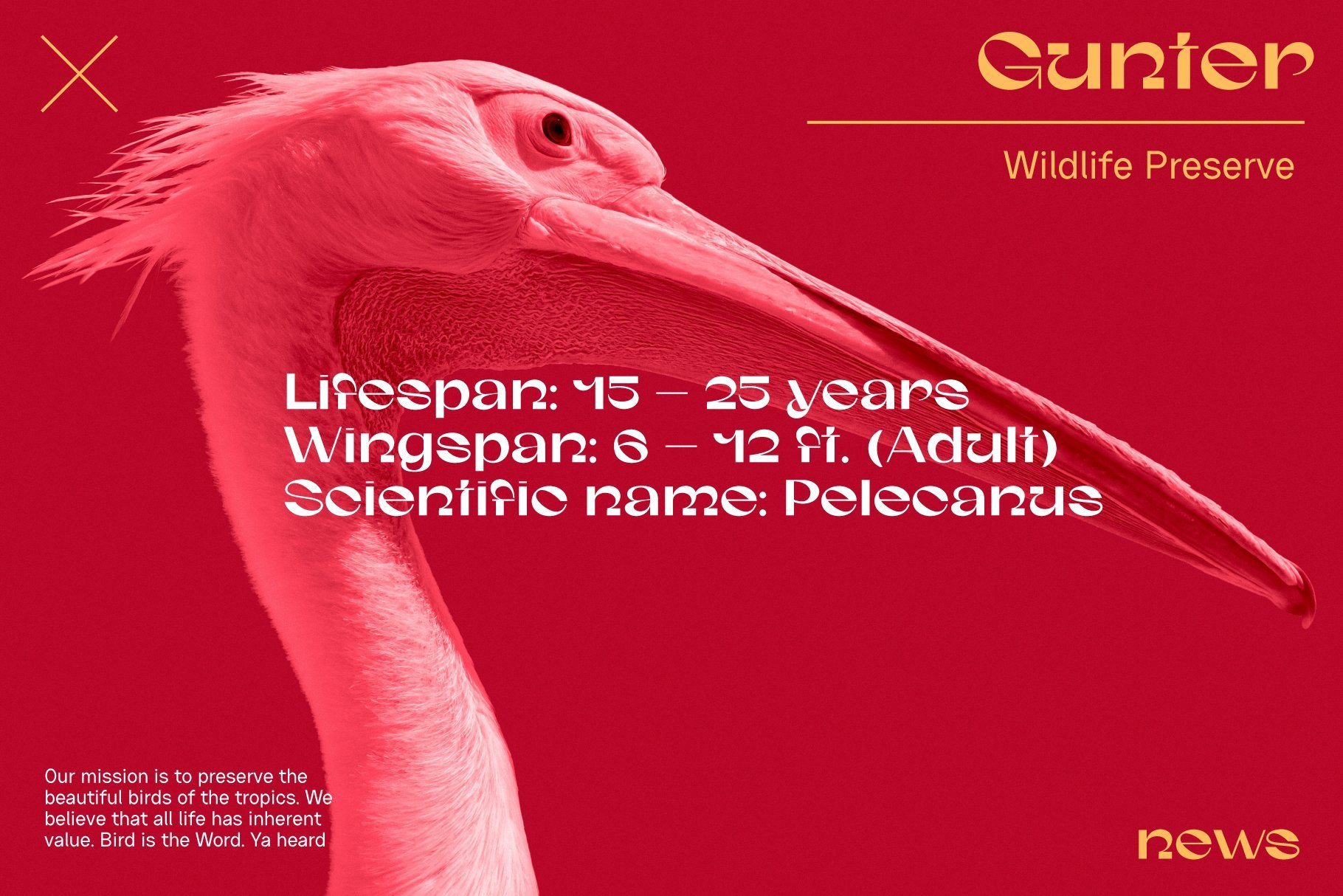 Red design template featuring a pelican with text detailing lifespan and wingspan. Ideal for wildlife graphics, designer mockups, and nature-themed assets.