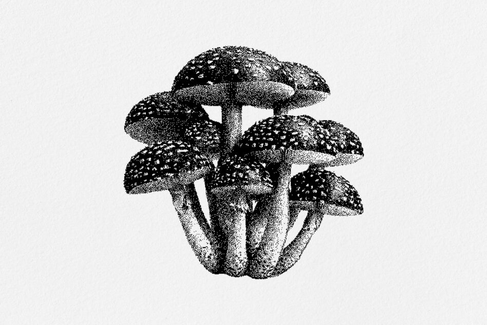 Cluster of spotted mushrooms with thick stems on light background