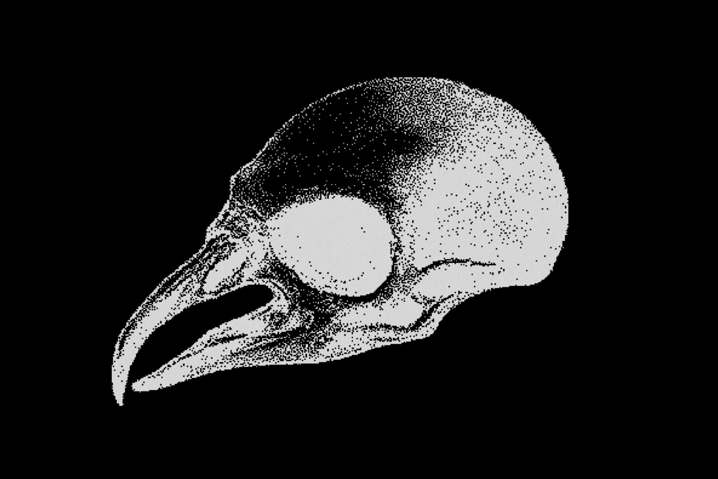 Digitized bird skull illustration in grayscale for graphic design projects. High-resolution for designers seeking unique digital assets. Suitable for templates.