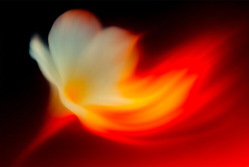 Soft blurred abstract form in cream, yellow, orange transitioning to deep red on black background