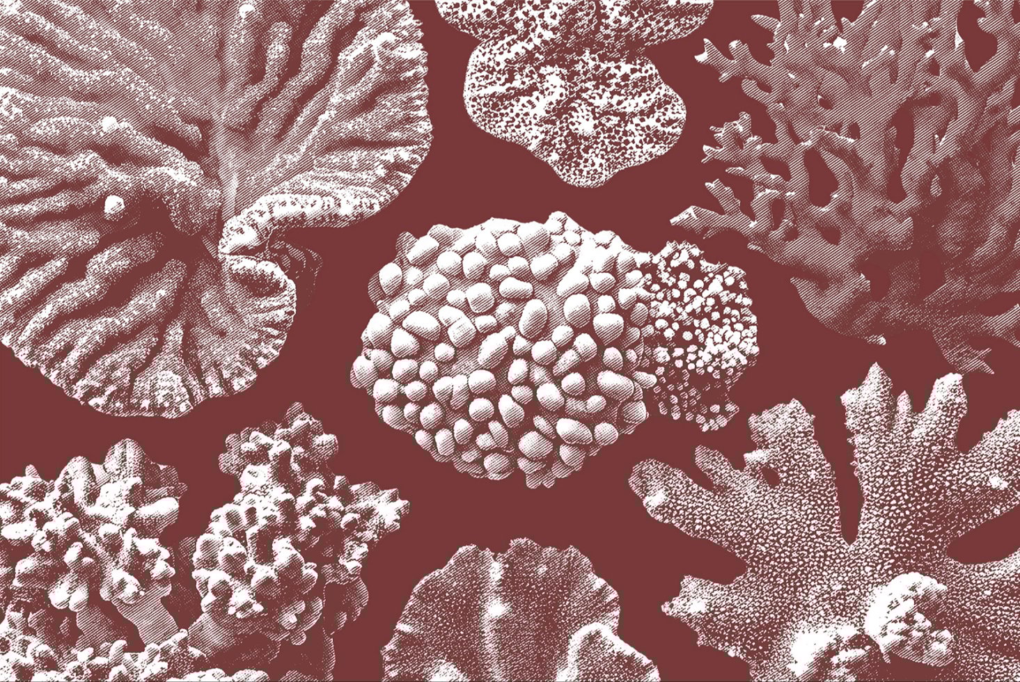 Hand-drawn illustration of various coral textures in monochrome on maroon background suitable for graphic design templates and patterns.