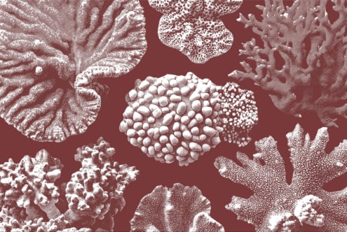 Hand-drawn illustration of various coral textures in monochrome on maroon background suitable for graphic design templates and patterns.