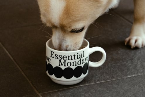 Dog drinking from a mug with Essential on Mondays text on a tiled floor setting. Ideal for designers creating mockups or graphic assets. Coffee theme.