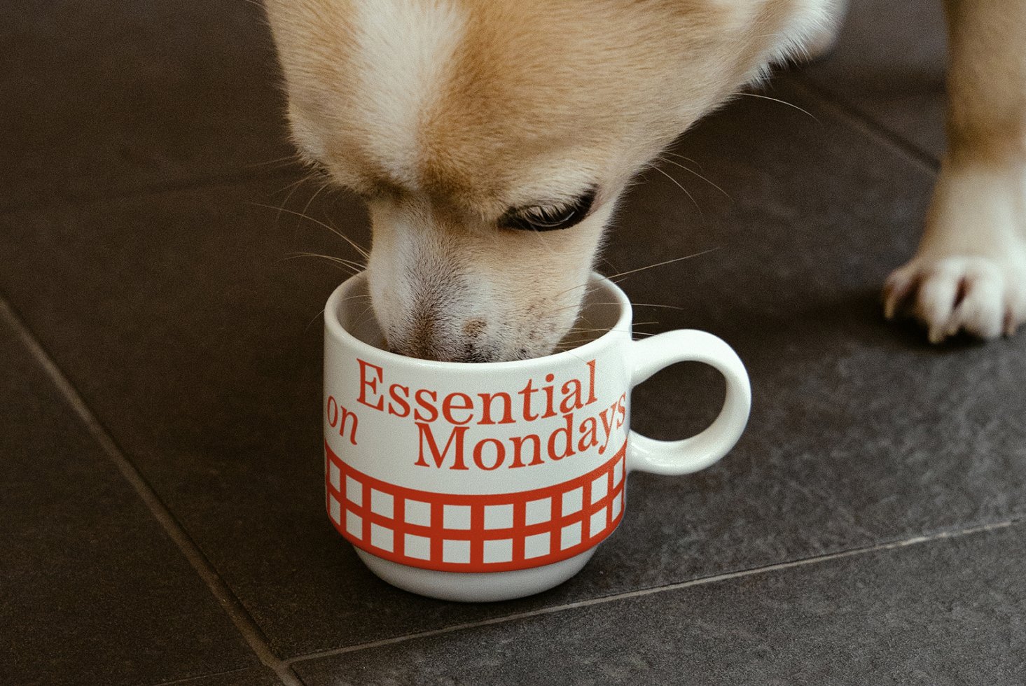 Dog drinking from a coffee mug on tiled floor. Red and white pattern with Essential on Mondays text. Ideal for mockups and branding visuals.