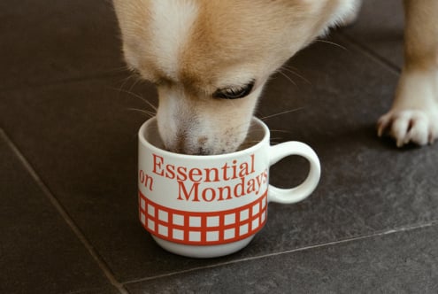Dog drinking from a coffee mug on tiled floor. Red and white pattern with Essential on Mondays text. Ideal for mockups and branding visuals.