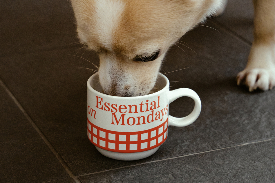 Cream-colored dog drinking from white mug with red text design