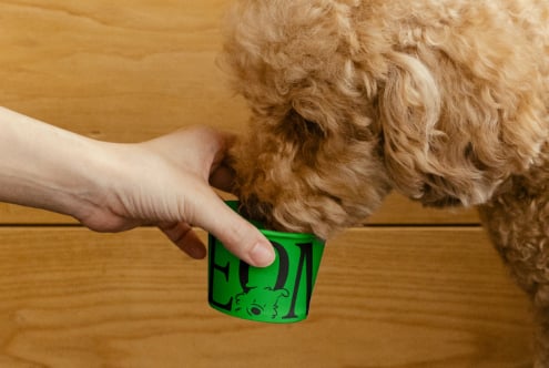 Curly dog eats from green cup with hand holding it pet food packaging mockup dog care branding lifestyle design keywords SEO dog lover resources