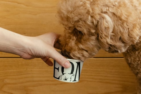 Person holding a cup with unique font design as a curly-haired dog drinks; suitable for mockups or graphics showcasing typography design.