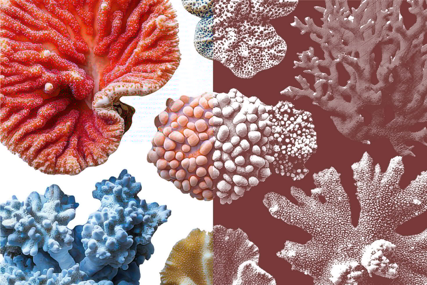 Vibrant coral textures in contrasting colors and halftone patterns suitable for graphic design projects templates and mockups. Perfect for designers.
