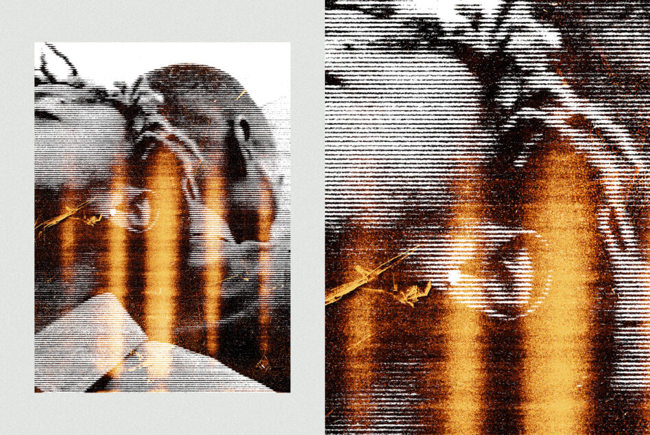 Two scanline effect variations on same portrait with horizontal line texture