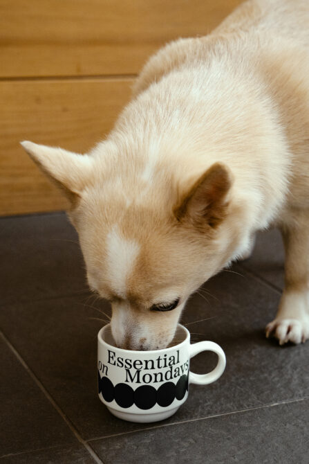 Cream colored dog leaning down to drink from white ceramic mug on dark tile floor