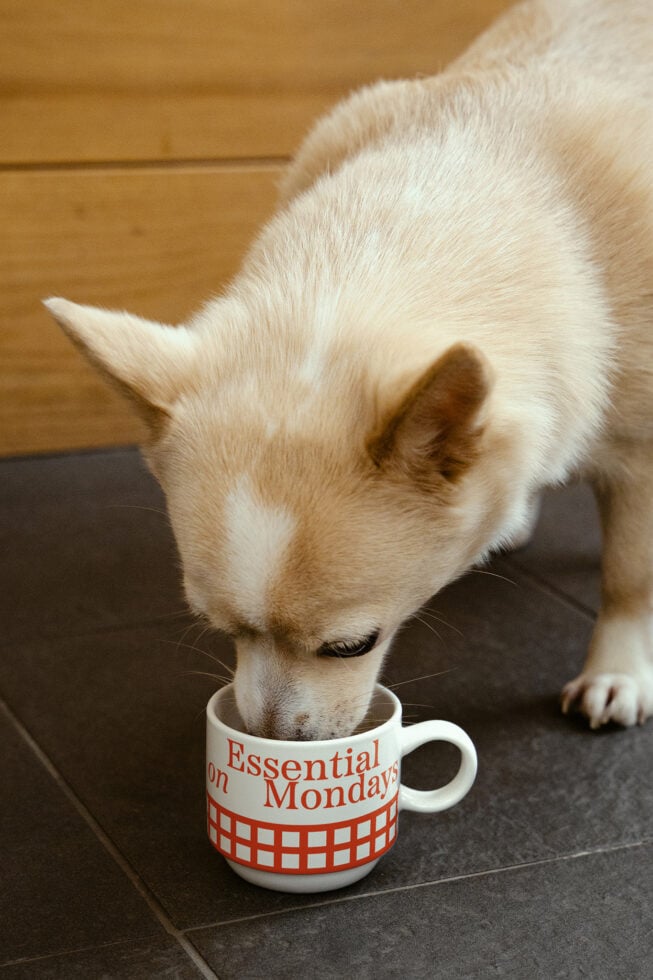 Dog drinking from essential on Mondays mug on floor. Perfect for mockups, pet-themed graphics, or playful design templates. Cozy and relatable.