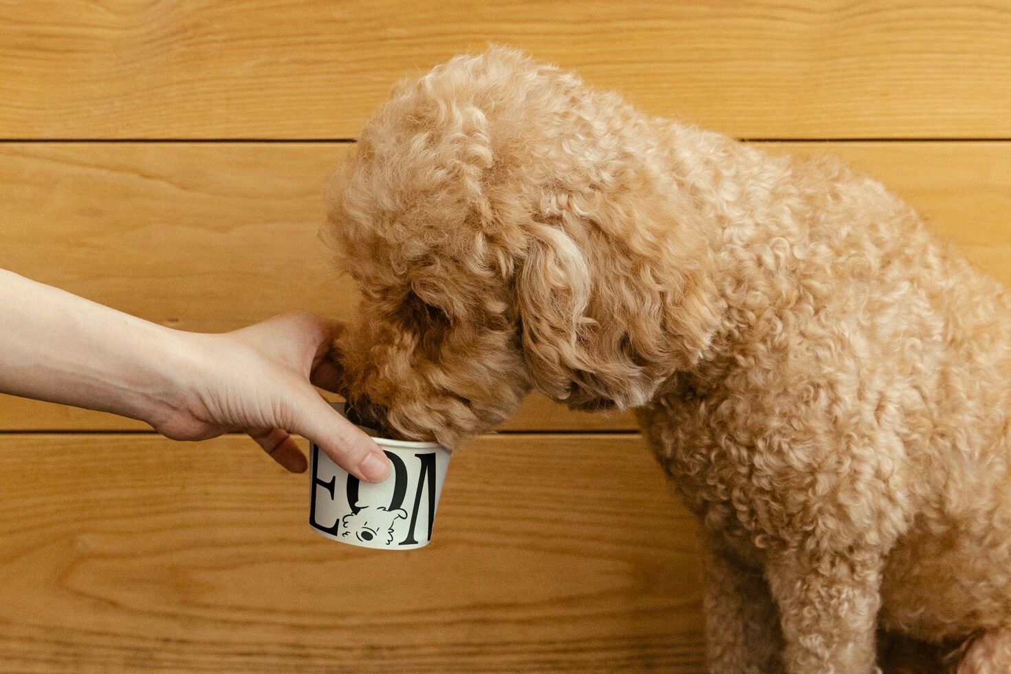 Cute curly-haired dog drinking from a cup held by a person against a wooden background mockups design assets pet friendly creative resource designers