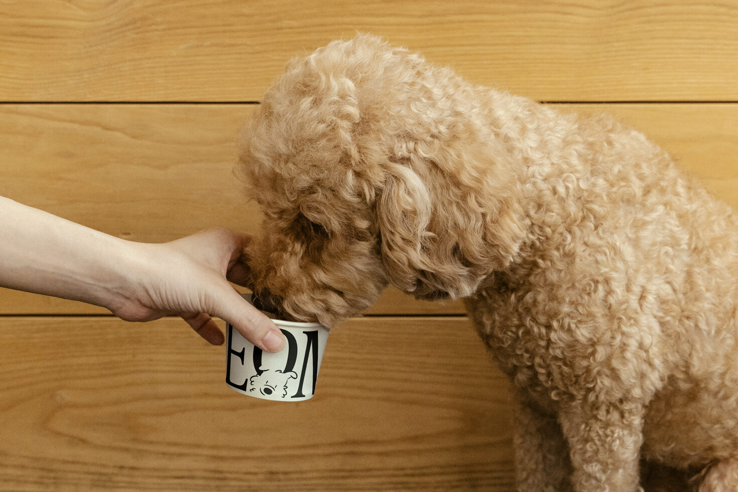 Curly-haired dog drinking from a cup held by a hand. Wooden background. Suitable for design assets in mockups or templates. Pet photography, cute animal.