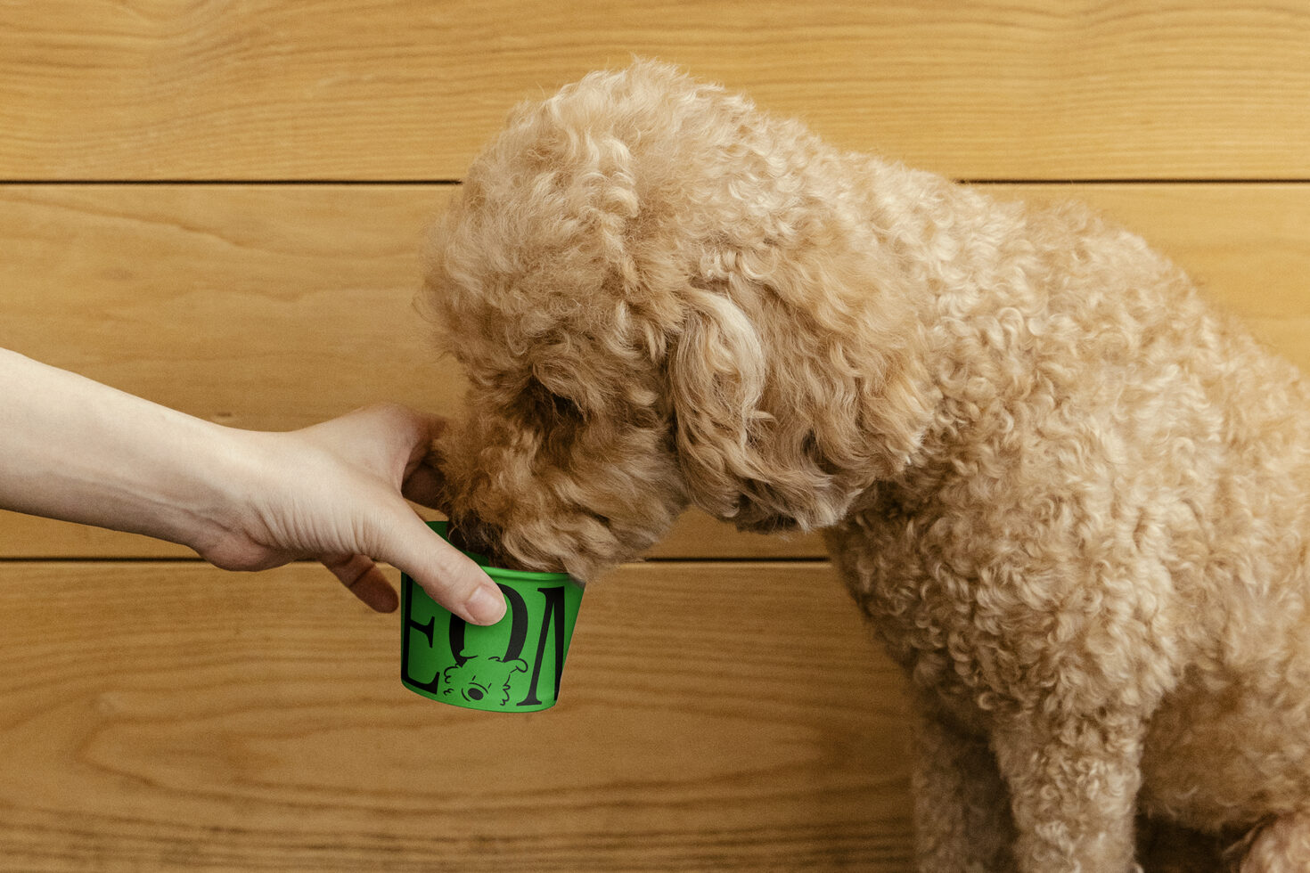 Curly-haired dog drinking from a green cup held by a person against a wooden background pet graphics design mockup digital asset for designers.