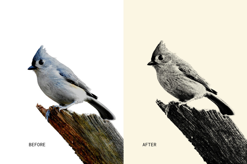 Blue-crested bird on weathered branch before to stippled line art version