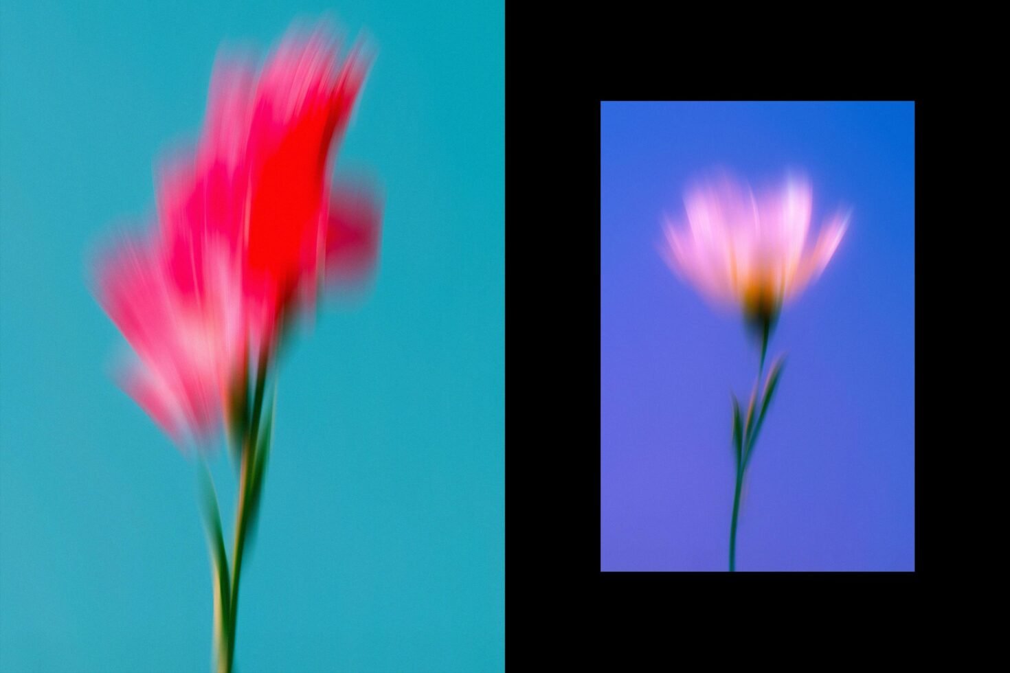 Abstract floral images with vibrant colors, blurred red and pink flowers on blue and purple backgrounds. Ideal for graphics or design templates.