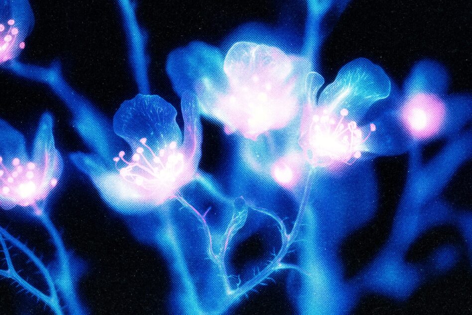 Bioluminescent jellyfish close-up white pink blue glowing translucent underwater creatures