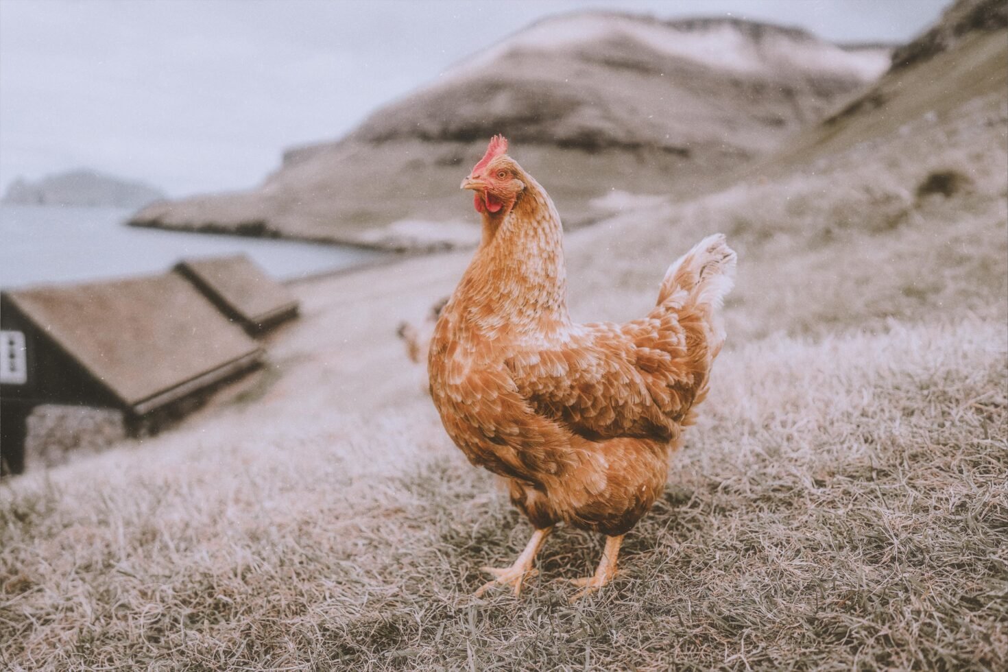 Rustic landscape with a chicken on grassy hill; rural scenery, farm animal photography; ideal for nature-themed templates and graphic design projects.