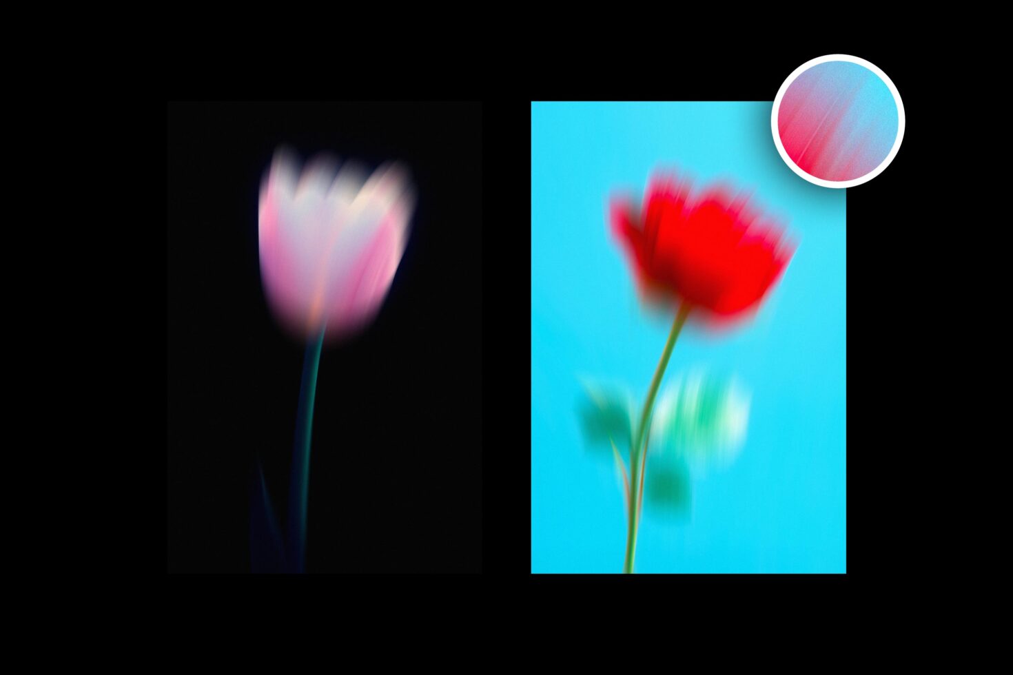 Blurred floral graphics featuring pink and red flowers on black and blue backgrounds, ideal for design templates and digital assets for designers.