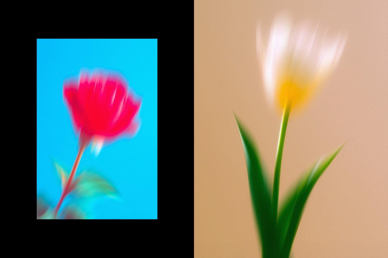 Blurred floral photography features a red flower on blue and a white flower on beige. Ideal for graphic design templates or creative mockups.