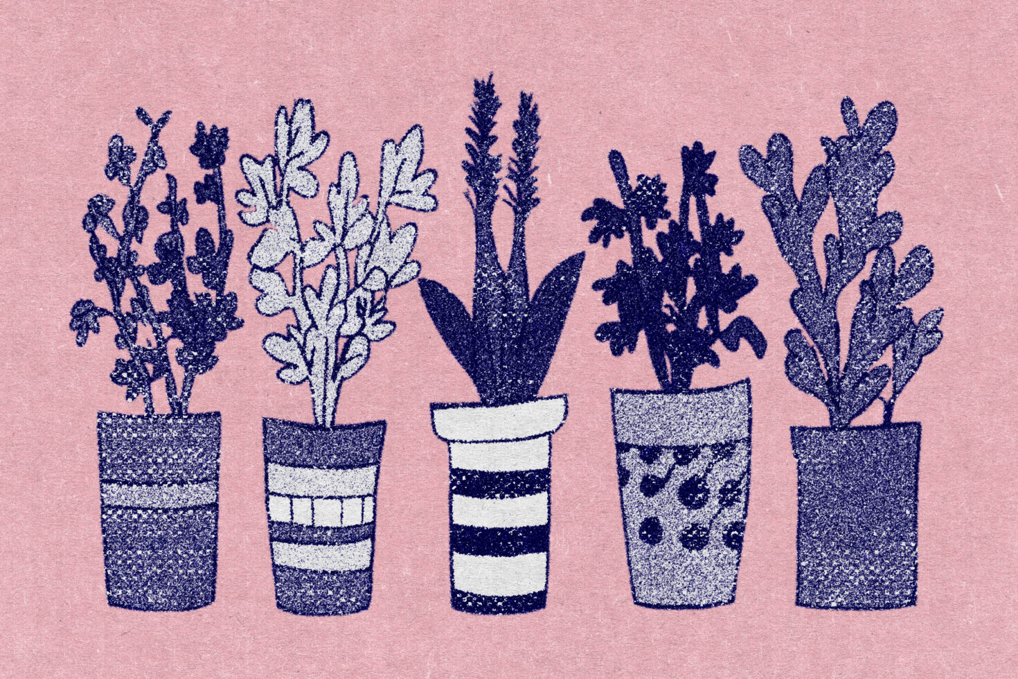 Five potted plants with different leaf shapes in sparkly navy on pink background