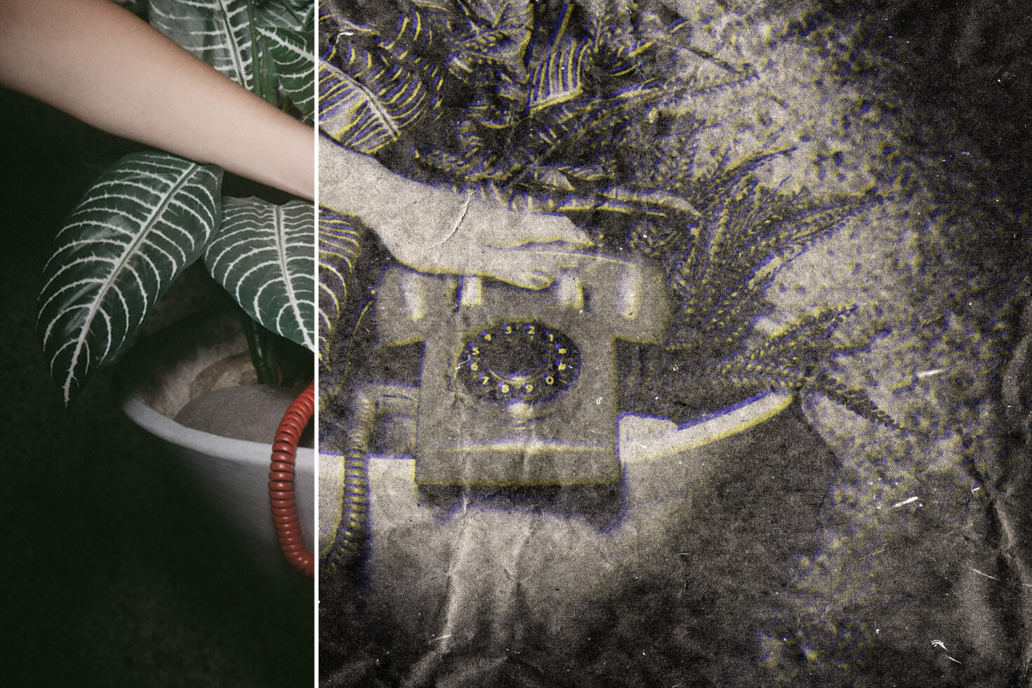 Distressed photo collage showing hand with plant, reptile eye close-up with grain