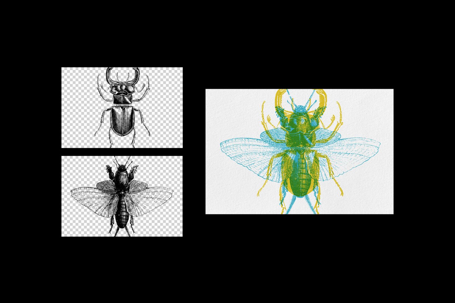 Beetle insect illustrations shown in sketch outline plus colored versions with transparent background