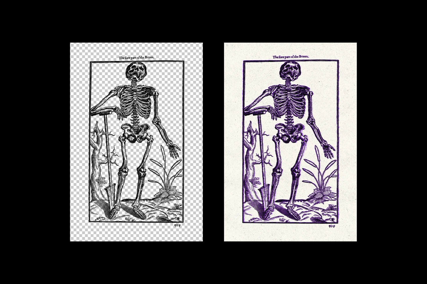 Skeleton anatomy engraving titled 'The fore part of the Bones' in boxed frames on transparent, cream