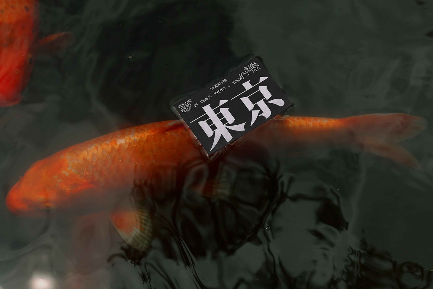 Business card mockup in black resting on vibrant orange koi fish in water