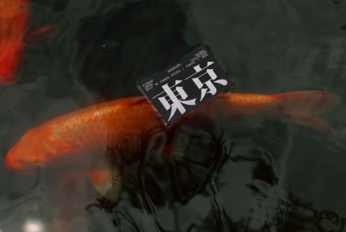 Business card mockup in black resting on vibrant orange koi fish in water