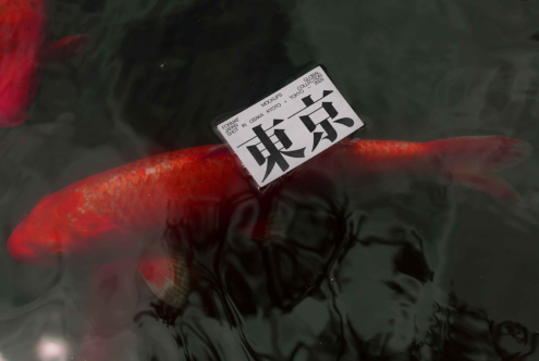 White business card mockup floating over orange goldfish in dark water