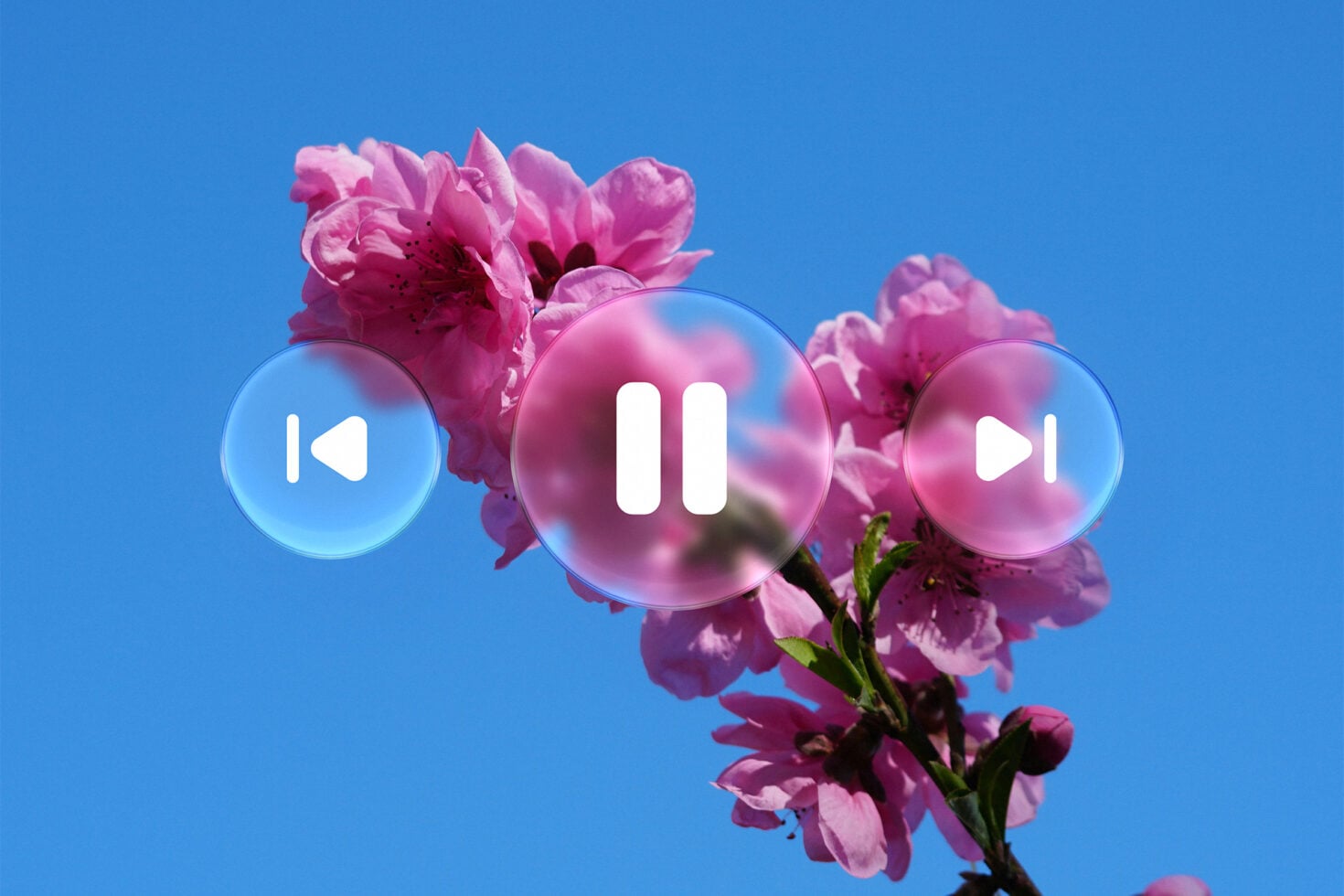 Three frosted glass circular buttons with play controls over pink peonies on blue background