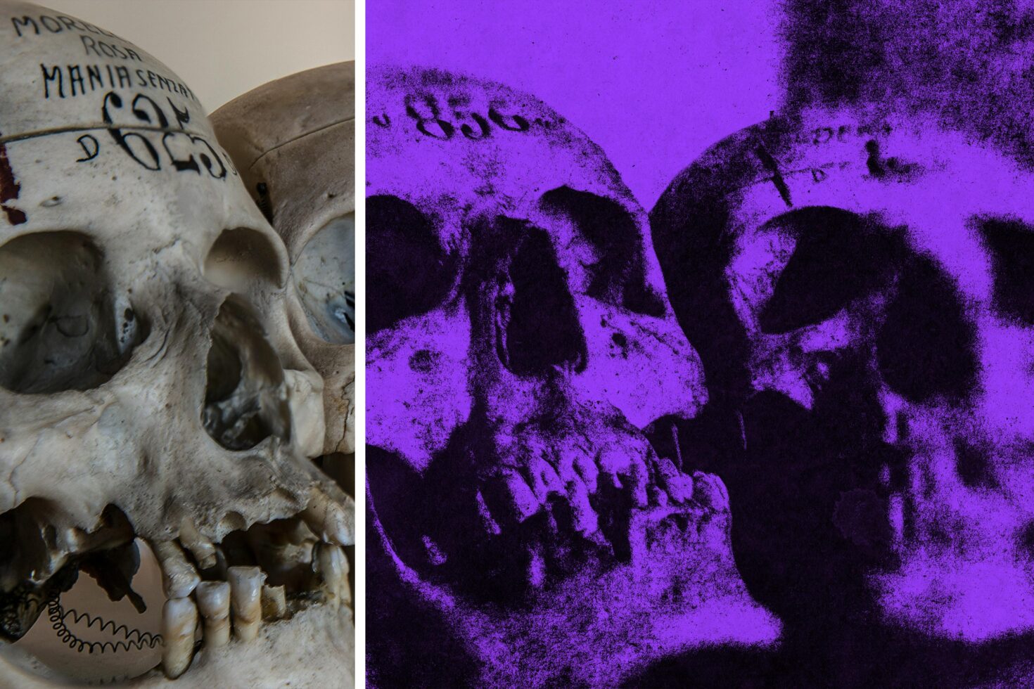 White skull sculpture on left, purple neon skull version on right