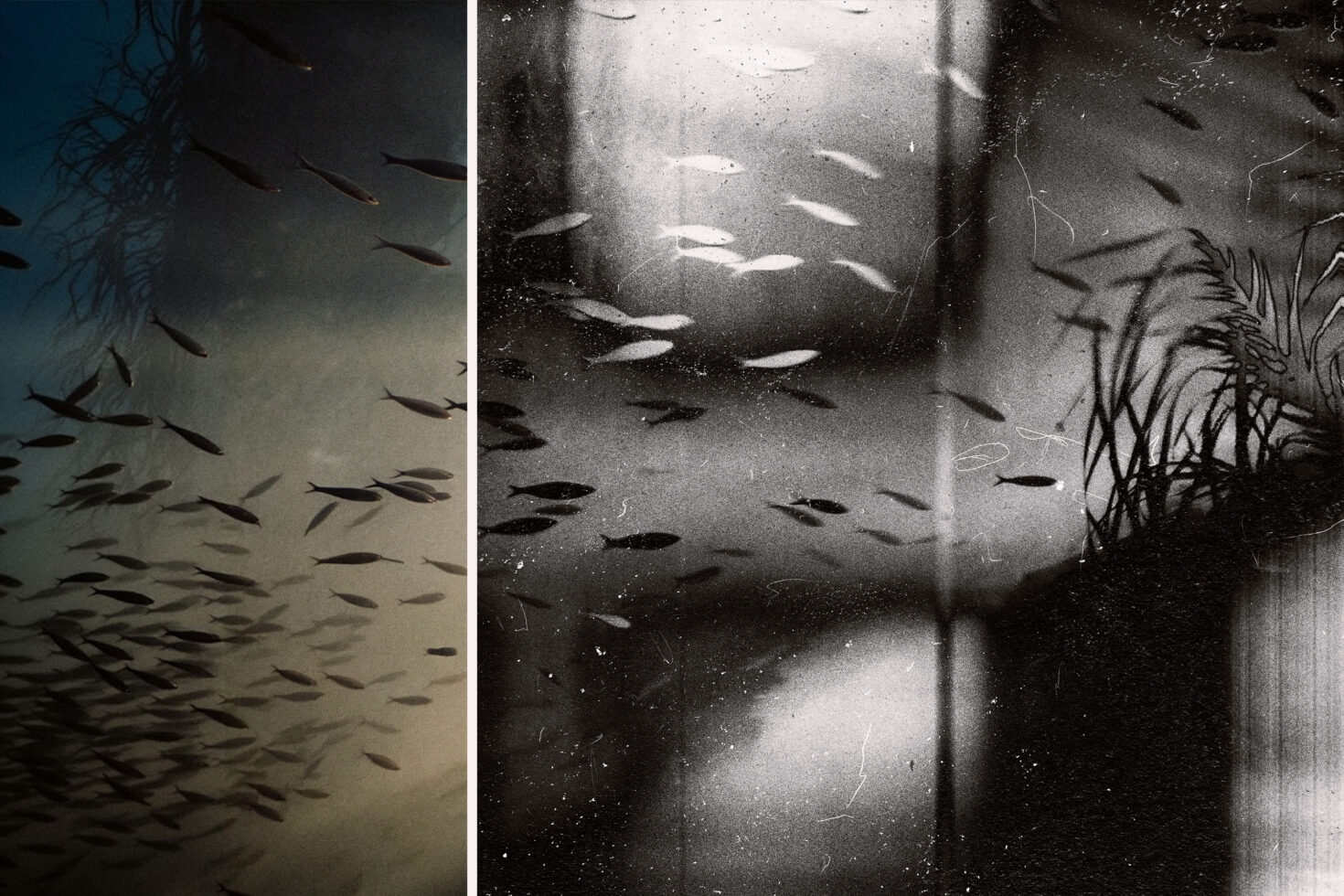 Moody underwater scene with small fish, bokeh light, cool tones, grainy film quality throughout