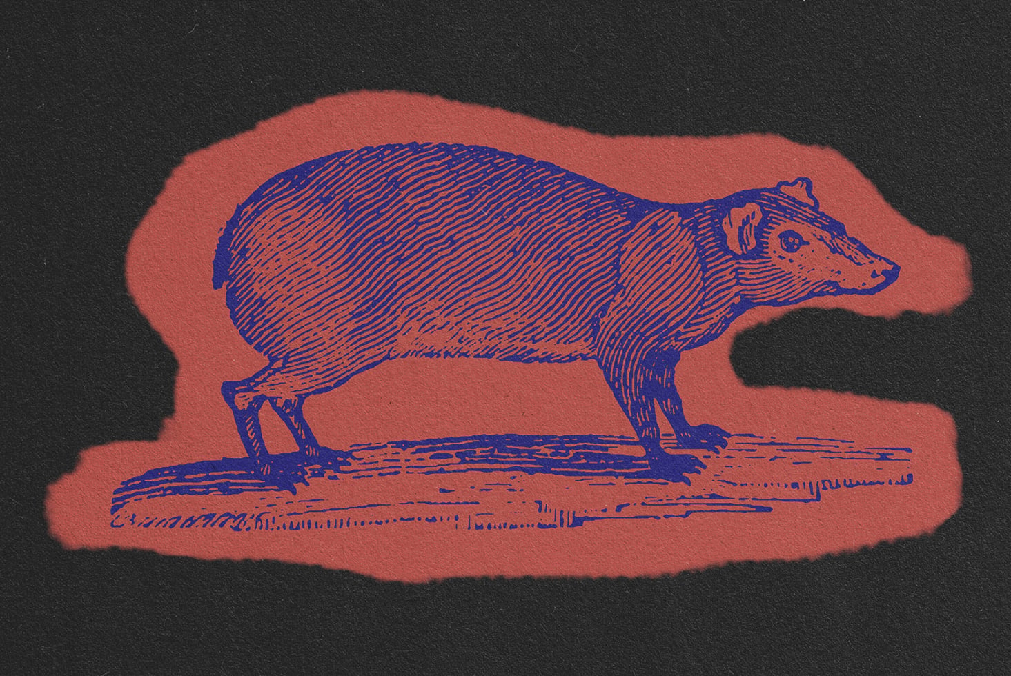 Blue line drawing of wild boar standing on ground with coral backdrop