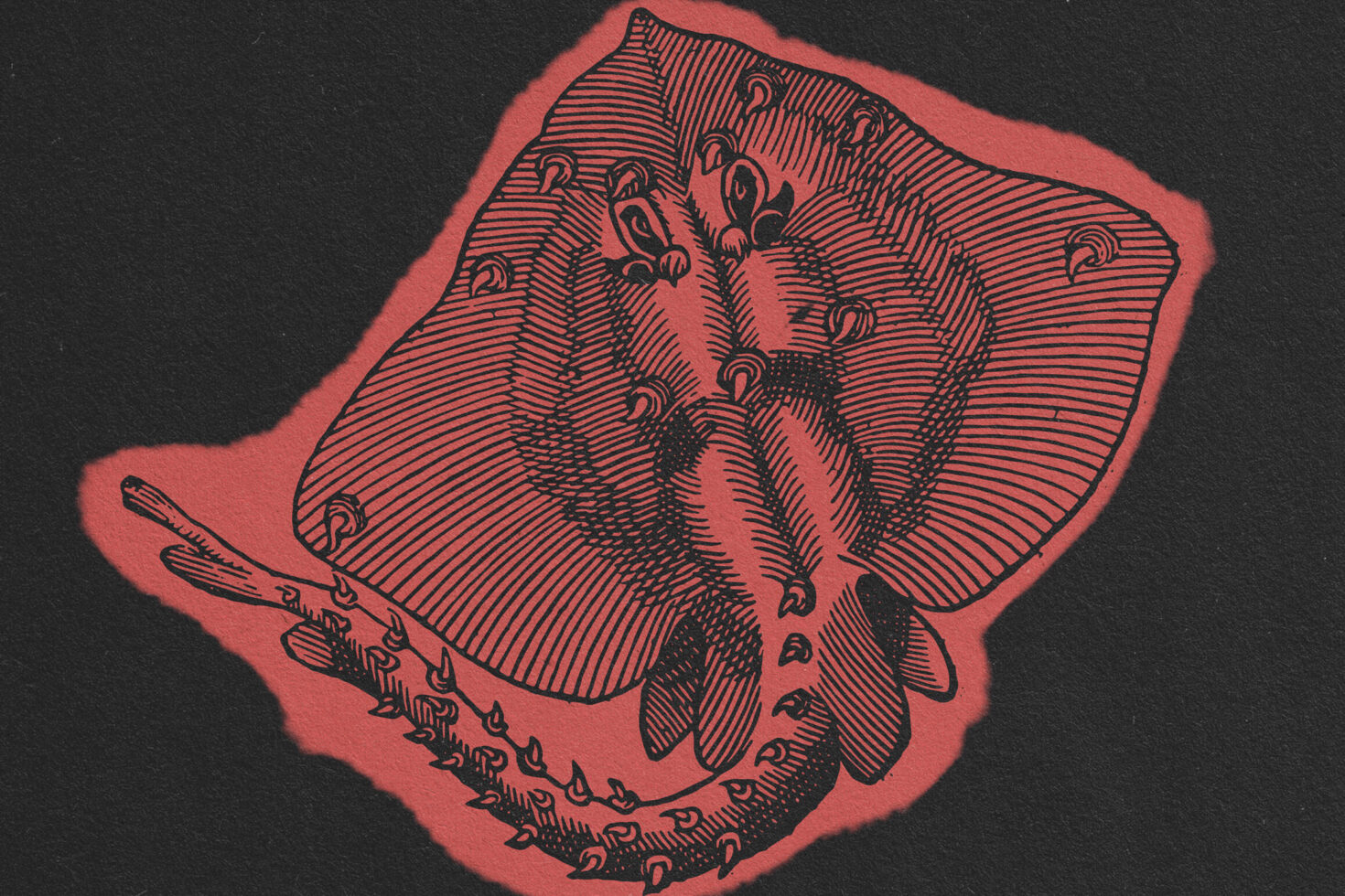 Vintage engraving of moth wings with ornate scrollwork details on coral background