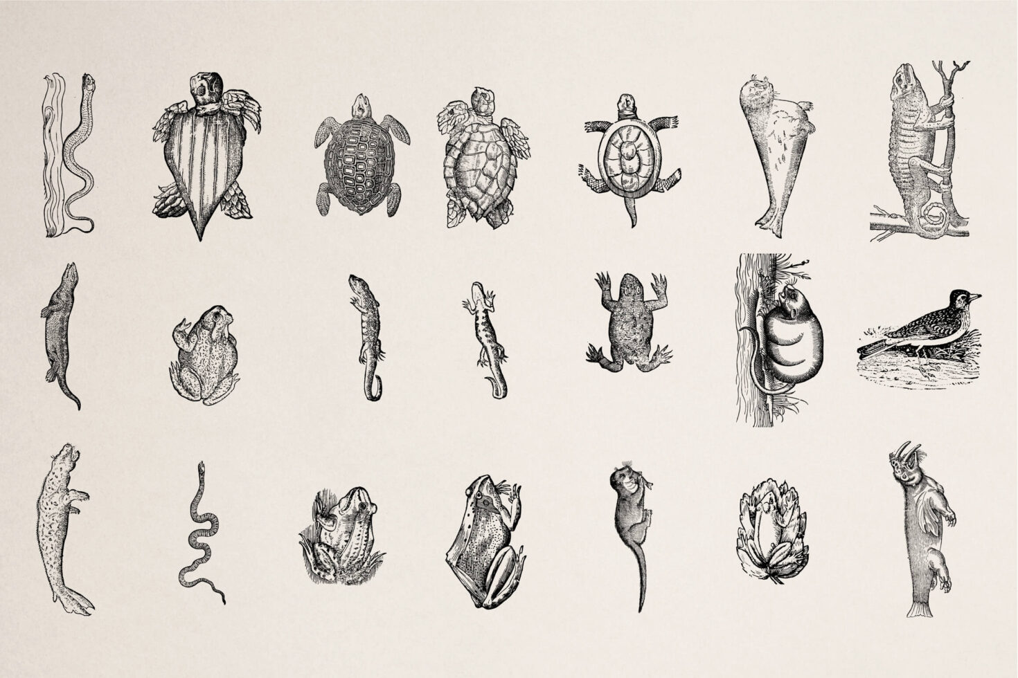 Detailed vintage reptile, amphibian, turtle sketches shown from various angles